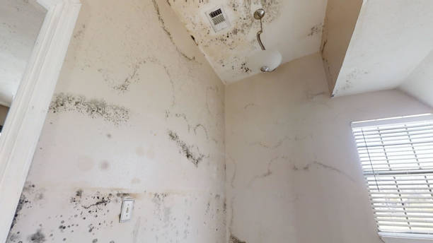 Best Comprehensive Air Testing for Mold Contaminants  in Bondurant, IA