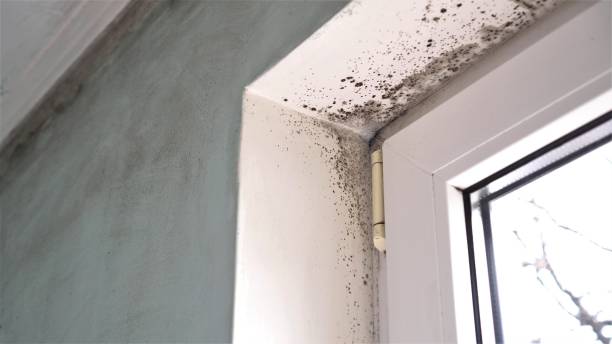 Best Basement Mold Removal  in Bondurant, IA
