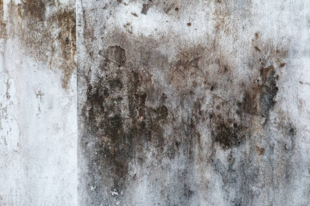 Best Mold Remediation for Healthcare Facilities  in Bondurant, IA