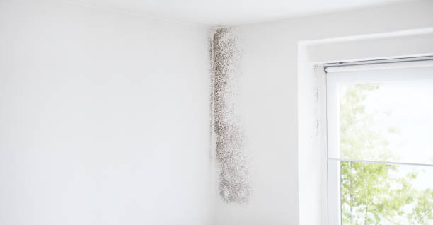  Bondurant, IA Mold Removal Pros