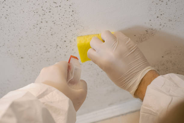 Best Real Estate Mold Inspection  in Bondurant, IA