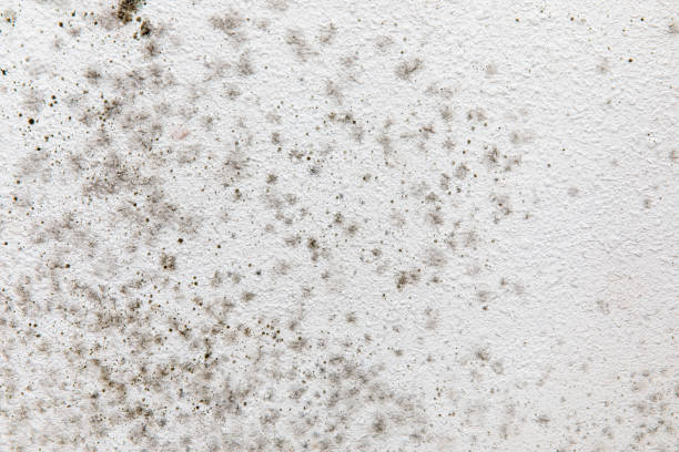 Best Mold Remediation for Vacation Homes  in Bondurant, IA
