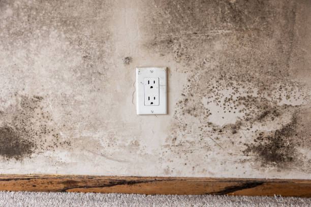 Best Dehumidification Services  in Bondurant, IA