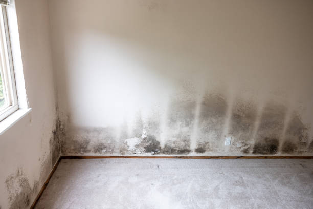 Best Mold-Related Health Consultation  in Bondurant, IA