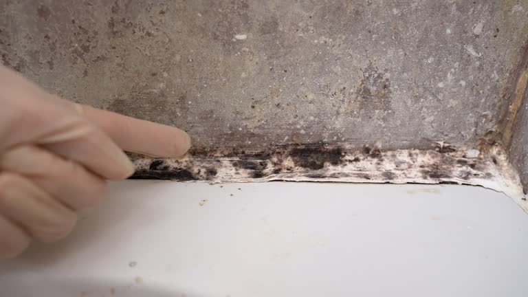 Trusted Bondurant, IA Mold Removal Experts